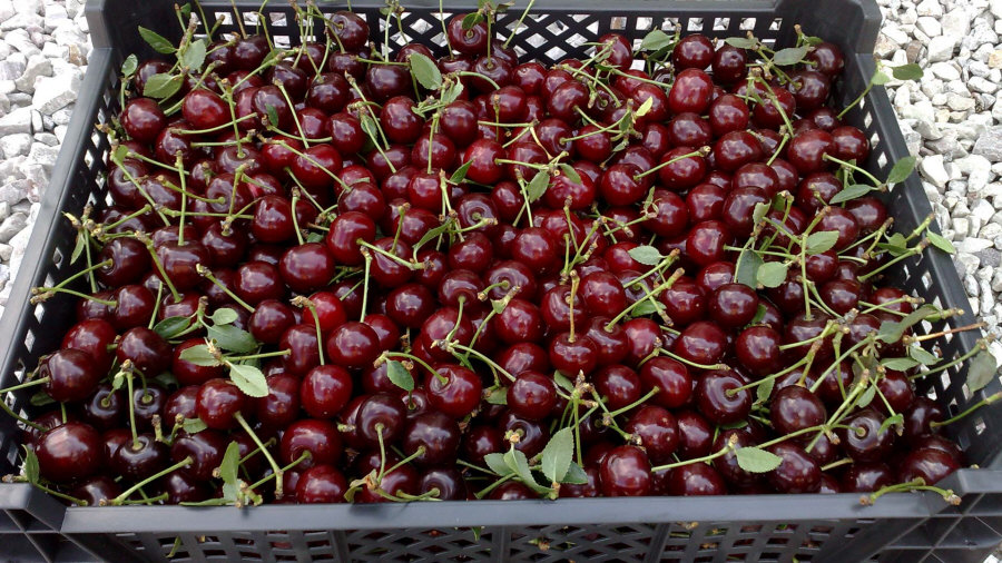 Esportatore polacco di frutta, mele, pere, prugne, ciliegie, ingrosso Polonia 01