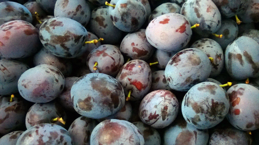 Esportatore polacco di frutta, mele, pere, prugne, ciliegie, ingrosso Polonia 02