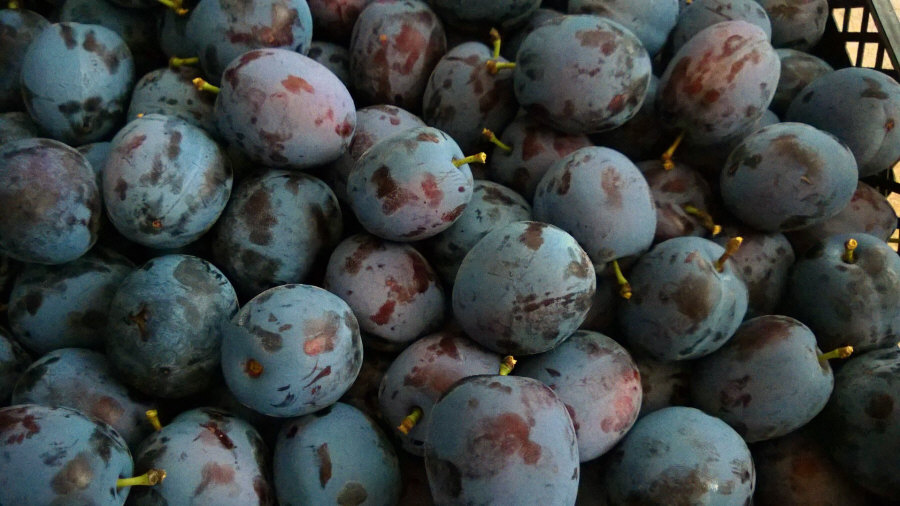 Esportatore polacco di frutta, mele, pere, prugne, ciliegie, ingrosso Polonia 01