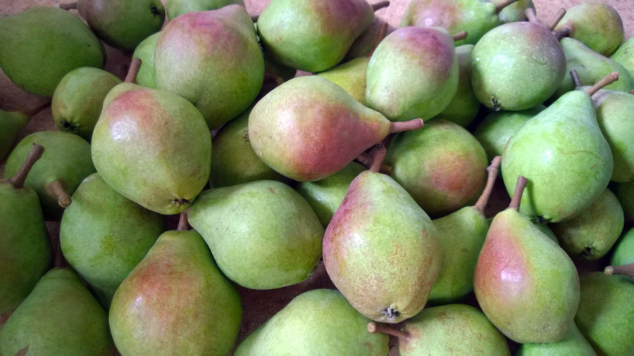Esportatore polacco di frutta, mele, pere, prugne, ciliegie, ingrosso Polonia 01