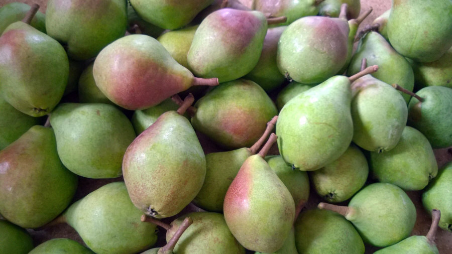 Esportatore polacco di frutta, mele, pere, prugne, ciliegie, ingrosso Polonia 01