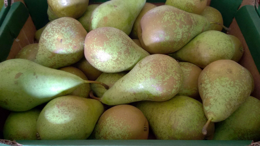 Esportatore polacco di frutta, mele, pere, prugne, ciliegie, ingrosso Polonia 01