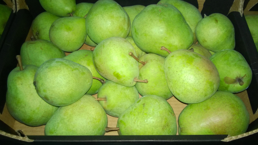 Esportatore polacco di frutta, mele, pere, prugne, ciliegie, ingrosso Polonia 01
